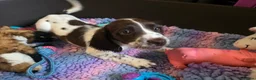 English Springer Spaniel dogs for sale: Outstanding Home Reared KC 5 ⭐️ Vetted Ready now  - Advert 9