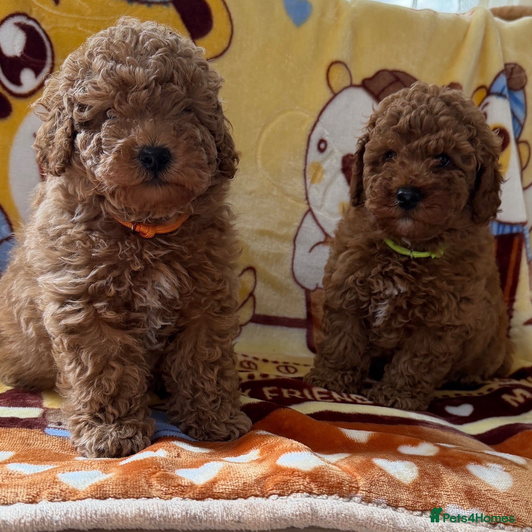Toy Poodle dogs Beautiful toy poodle boys  - Advert 1