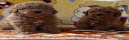 Toy Poodle dogs for sale: Beautiful toy poodle boys  - Advert 1