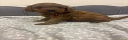 Cavapoo dogs for sale: Stunning F1 Toy Cavapoo Pups - Advert 19