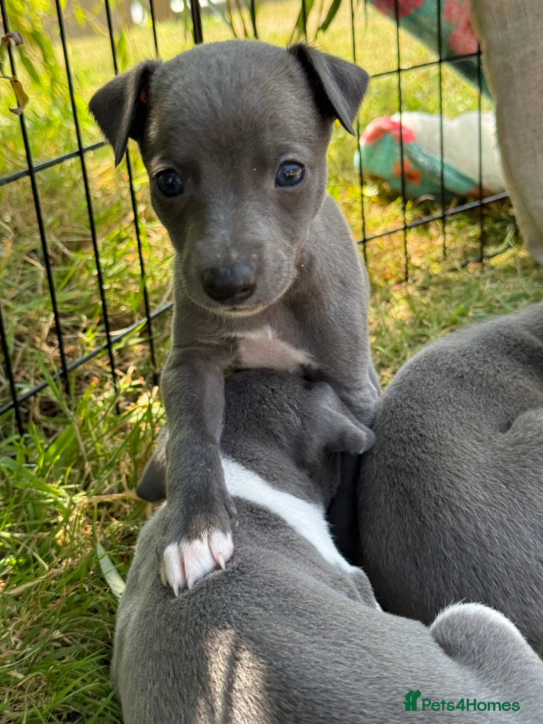 Whippet dogs for sale: Beautiful Blue whippet puppies  - Image 21