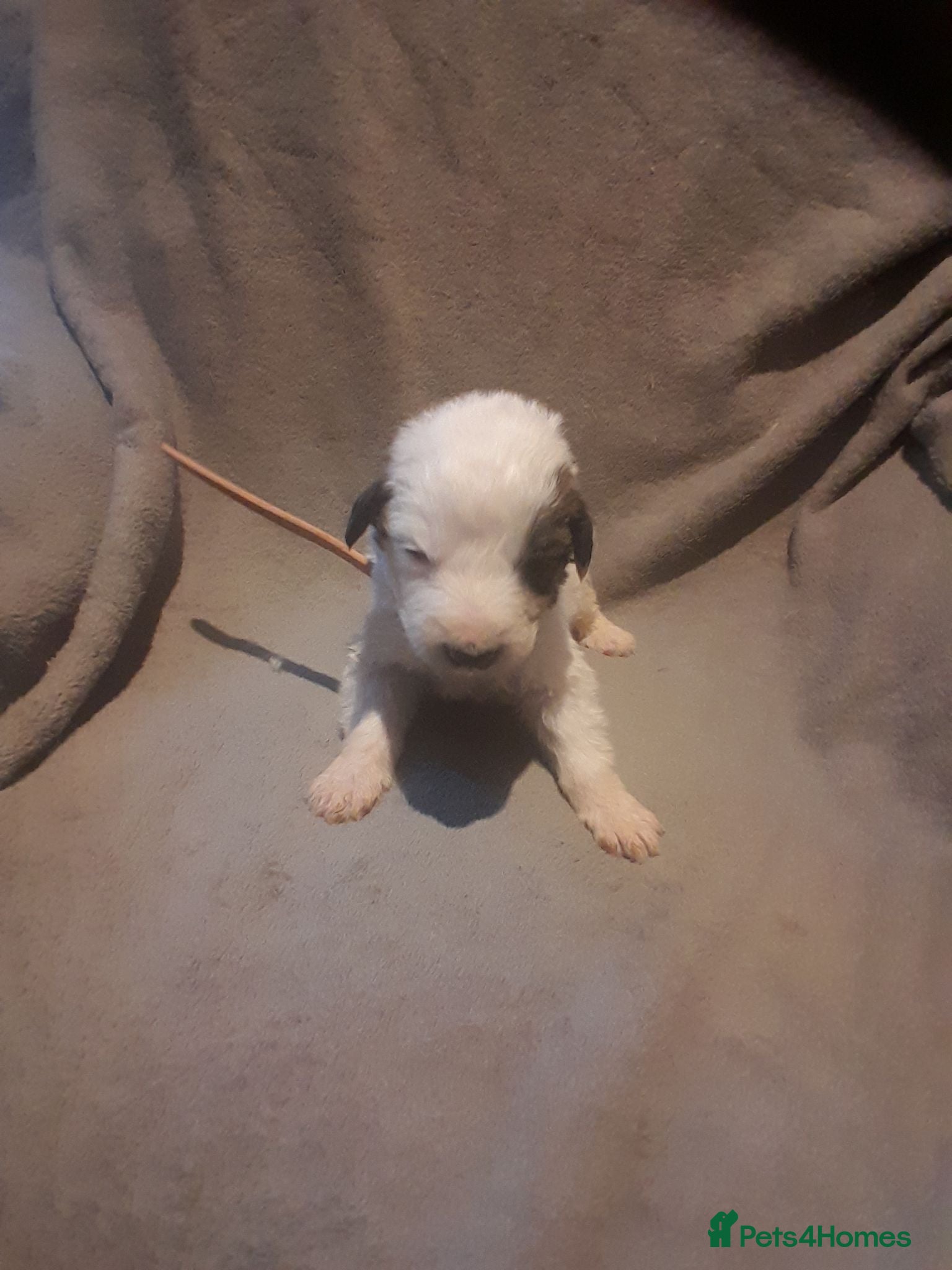 Pyrenean Mountain Dog dogs 7 beautiful pyrenean puppies   - Advert 2