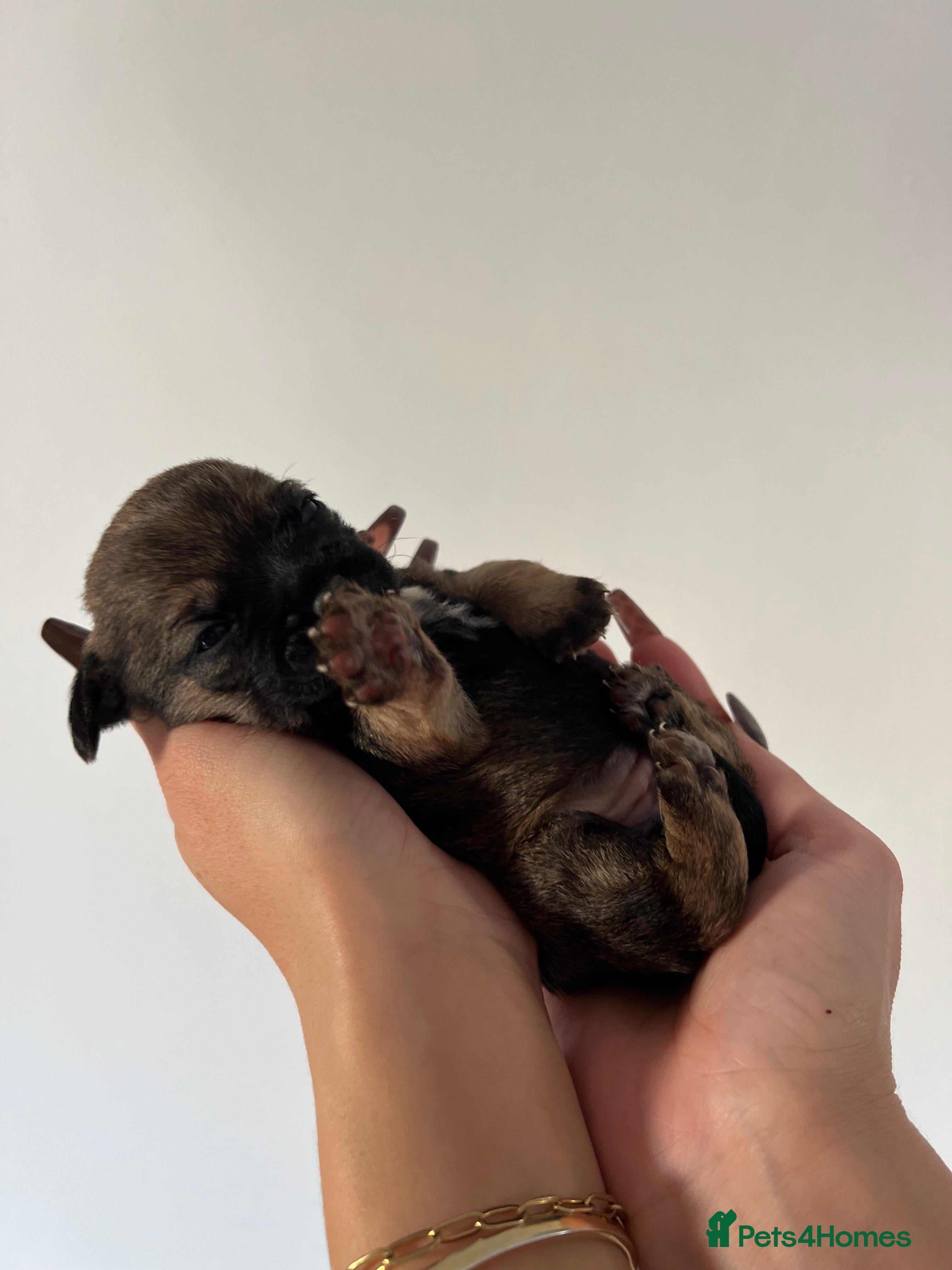 Border Terrier dogs 5 star BORDER TERRIERS PUP KC REG/SLEM CLEAR - Advert 3