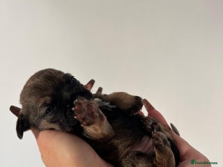 Border Terrier dogs 5 star BORDER TERRIERS PUP KC REG/SLEM CLEAR - Advert 2