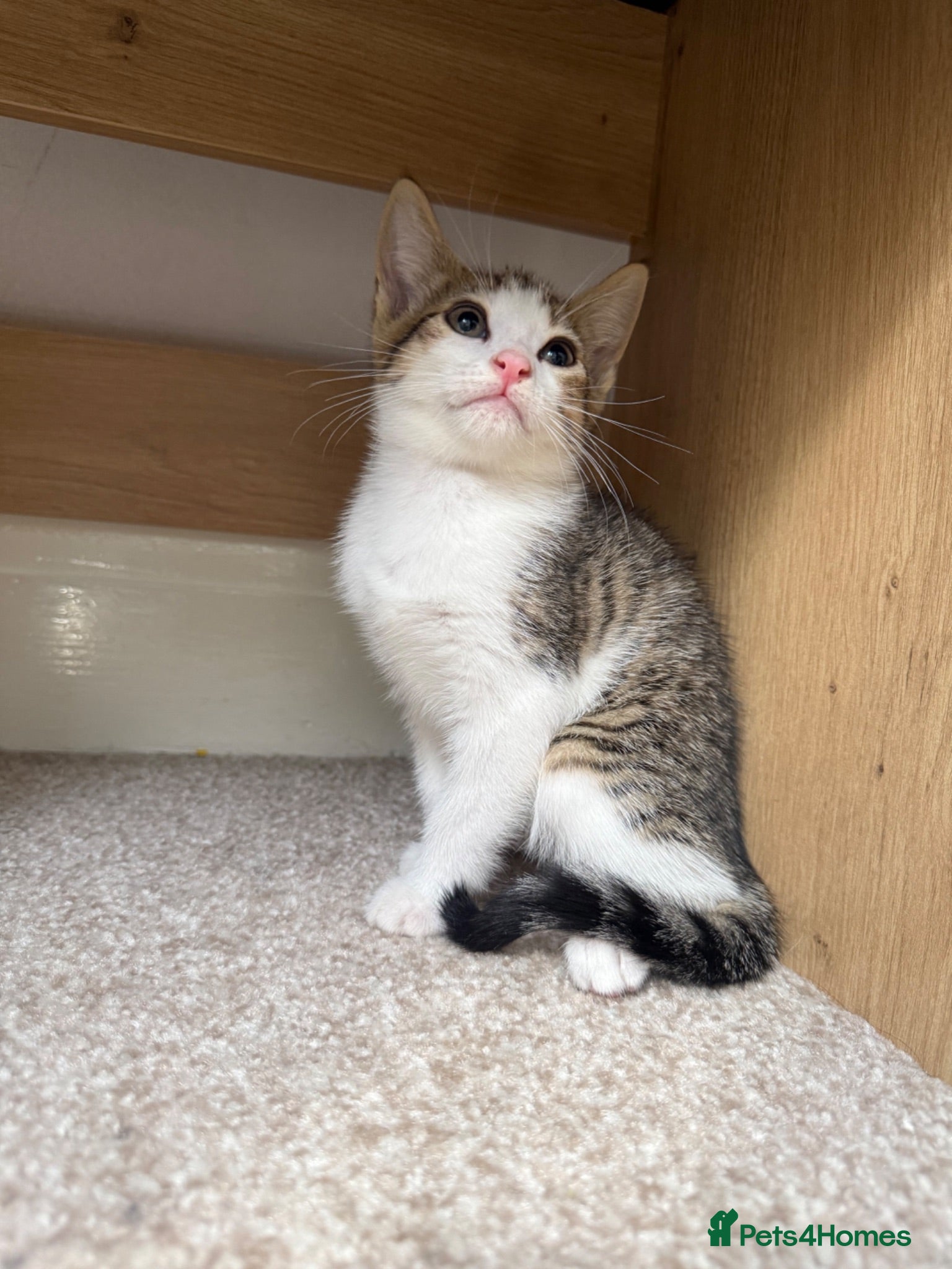 Mixed Breed cats Posey, female mixed breed - Advert 6