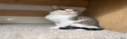 Mixed Breed cats for sale: Posey, female mixed breed - Advert 1