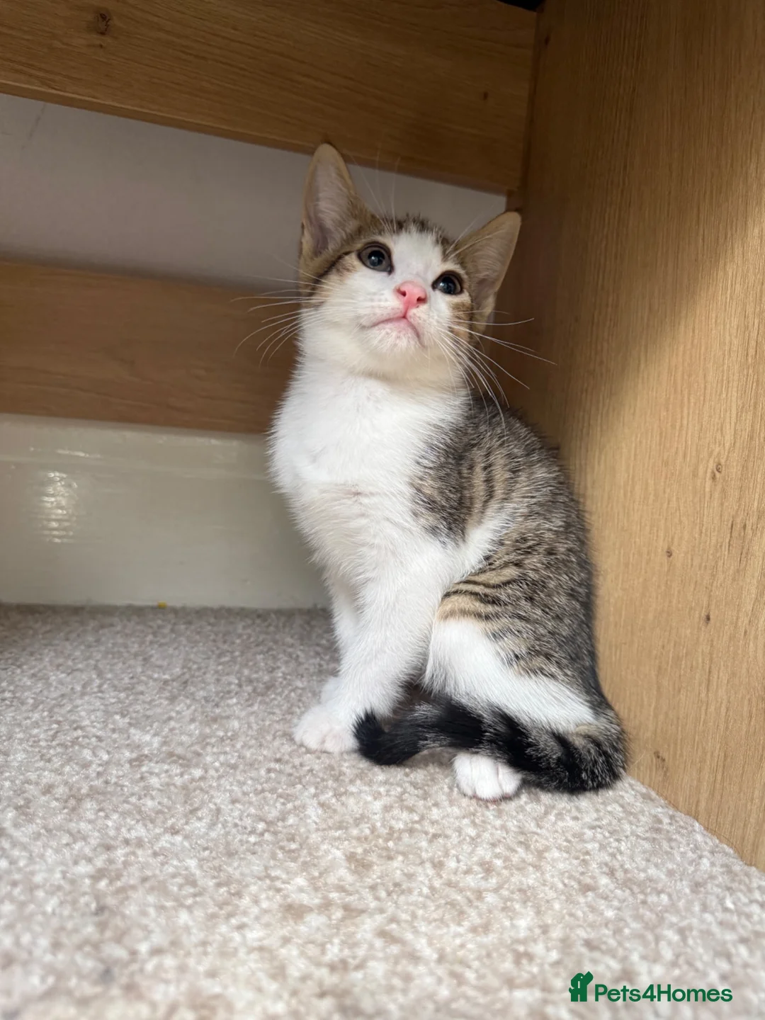 Mixed Breed cats for sale: Posey, female mixed breed - Advert 1