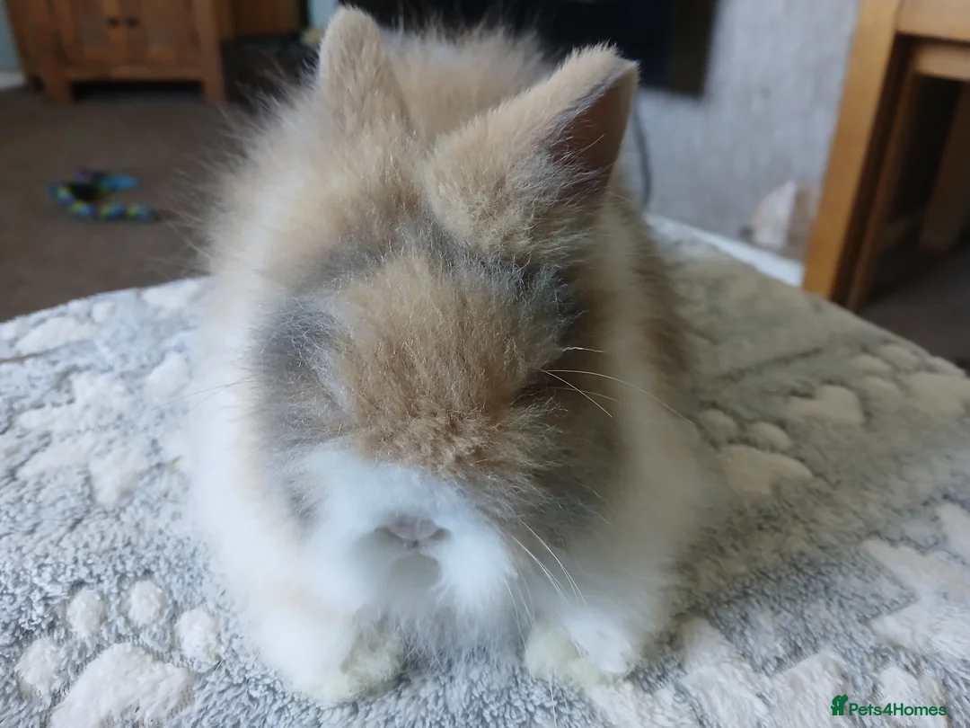 Lionhead rabbits for sale: Stunning DM Lionhead baby rabbit - Advert 2
