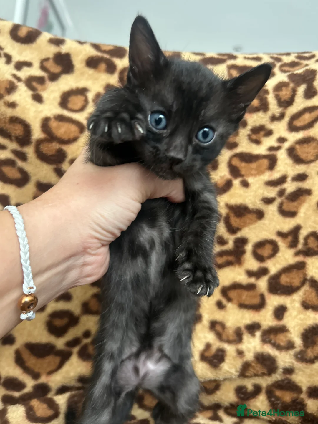 Bengal cats for sale: Beautiful Litter of Bengal Kittens - TICA Reg - Advert 16