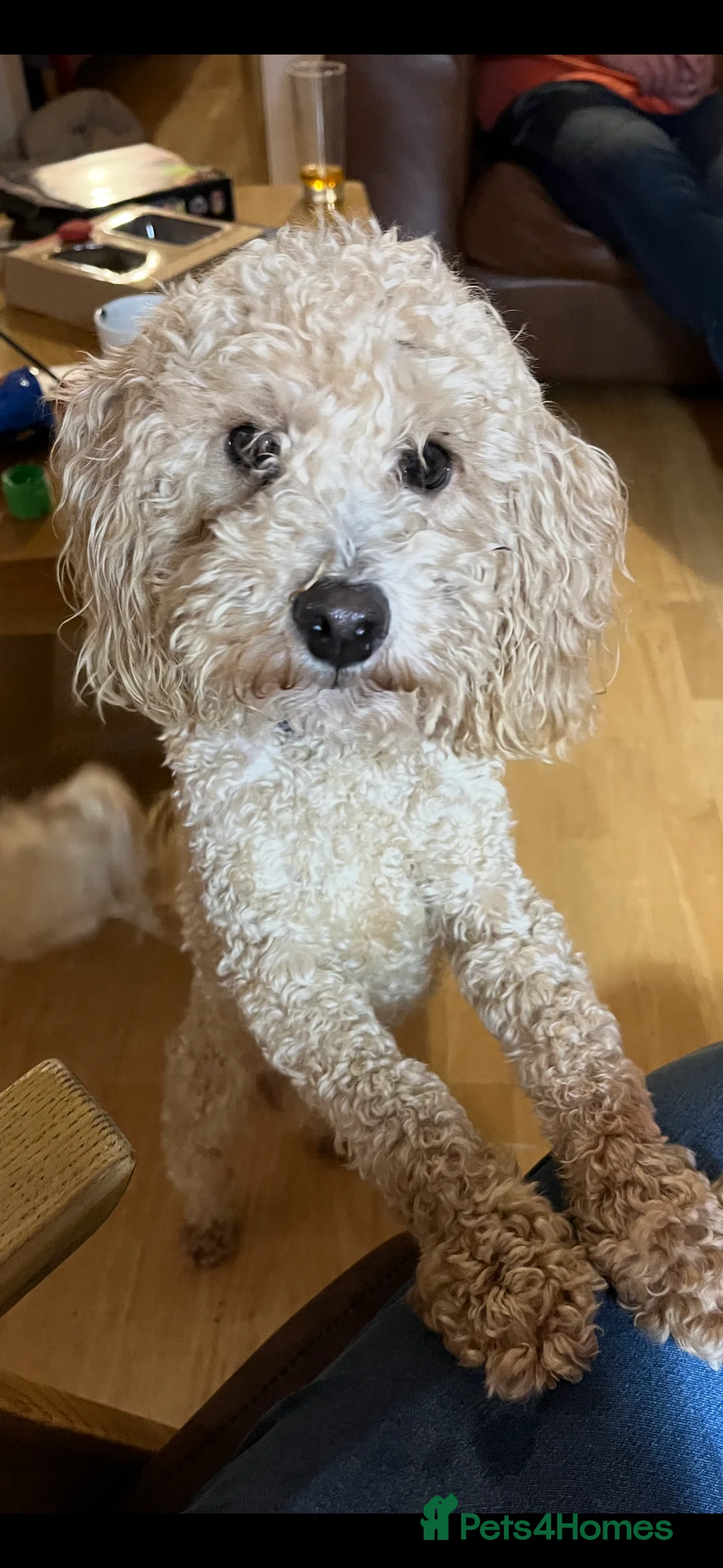 Miniature Poodle dogs for stud: Beautiful, healthy miniature poodle for stud - Advert 2