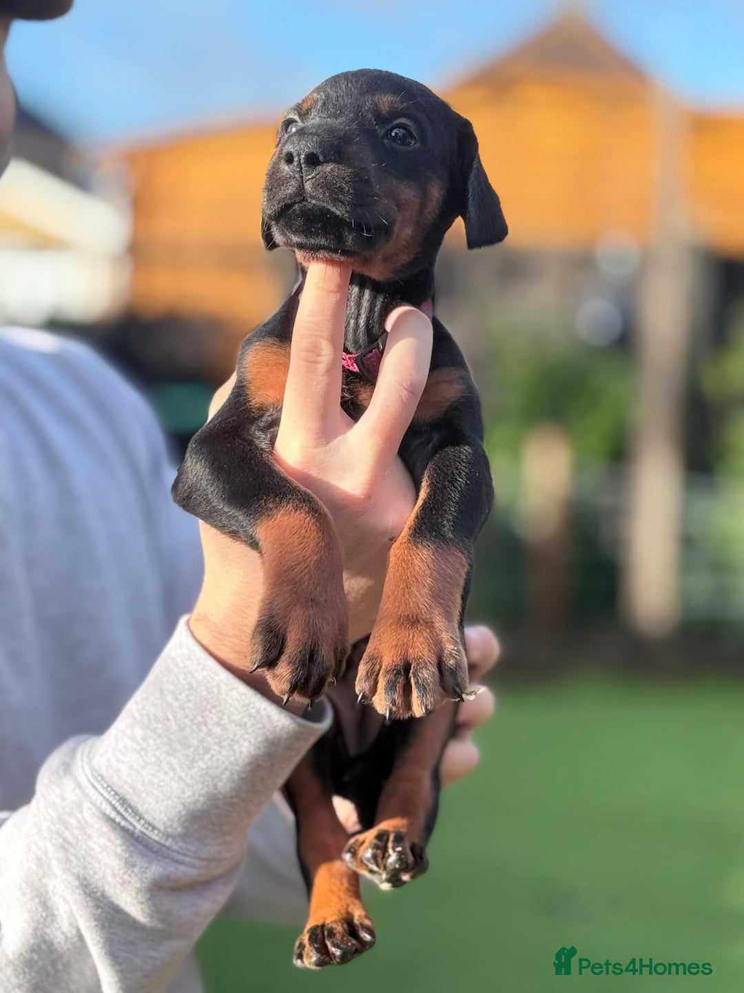 Dobermann dogs for sale: 🐾 Dobermann puppies/KC reg🐾 Top Pedigree - Advert 14
