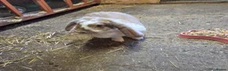 French Lop rabbits for sale: Giant french lop doe - Advert 1