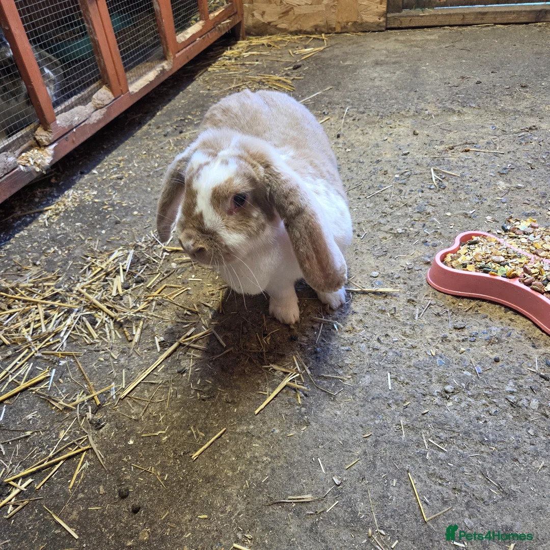 French Lop rabbits for sale: Giant french lop doe - Advert 1