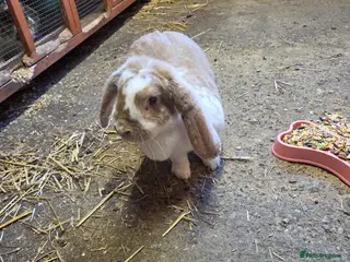 French Lop rabbits Giant french lop doe - Advert 14