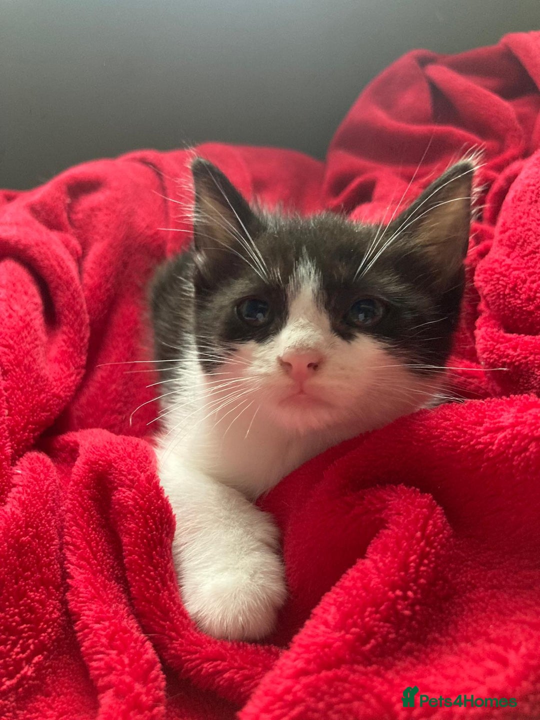 British Shorthair cats for sale: Beautiful kittens looking for new home  - Image 15