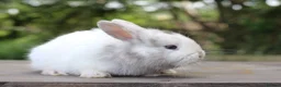 Angora rabbits for sale:     Beautiful Baby Angora Cross Rabbits - Advert 8