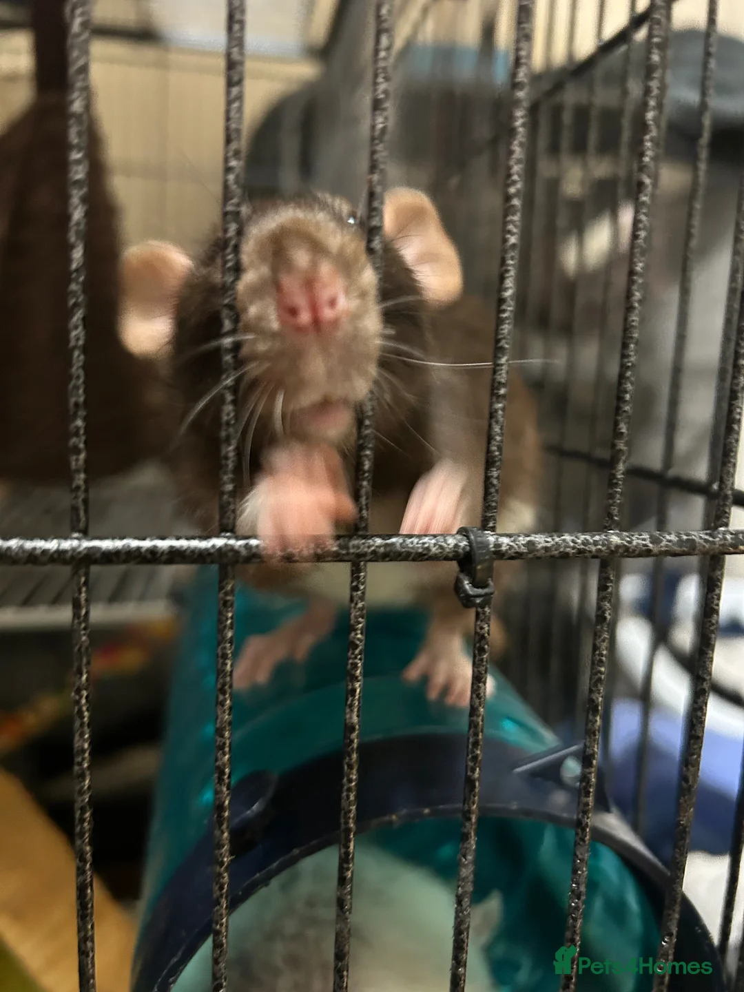 Rat rodents for sale: Parrot, Chomp and Fuzzball - Advert 3