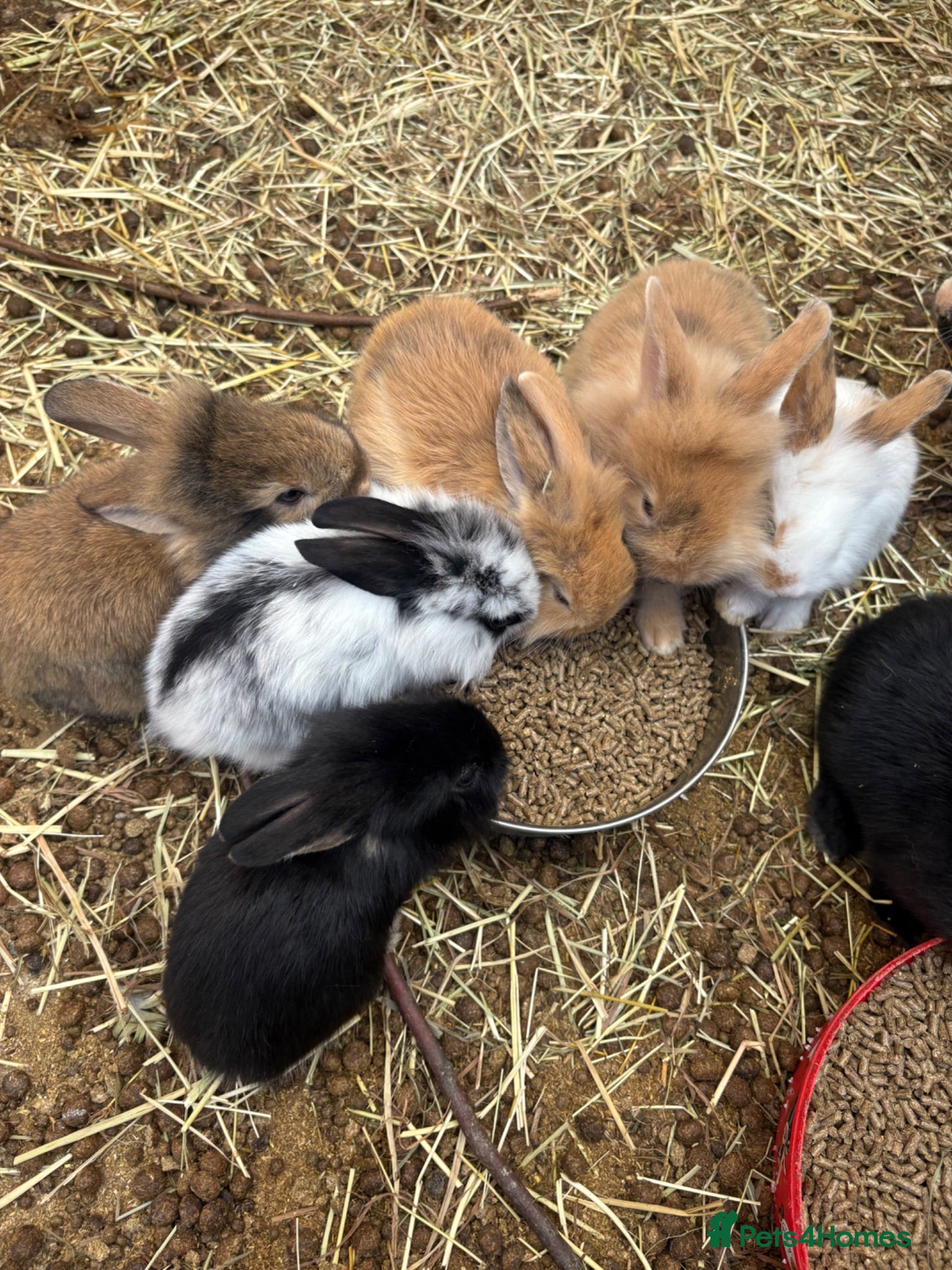 Lionhead rabbits Rabbits for sale £40 - Advert 1