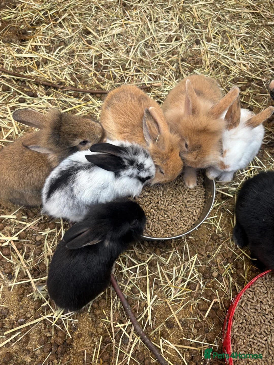 Lionhead rabbits for sale: Rabbits for sale £40 - Advert 1