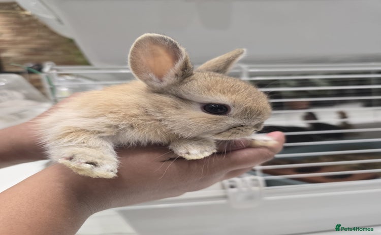 Netherland Dwarf rabbits for sale - Advert 1