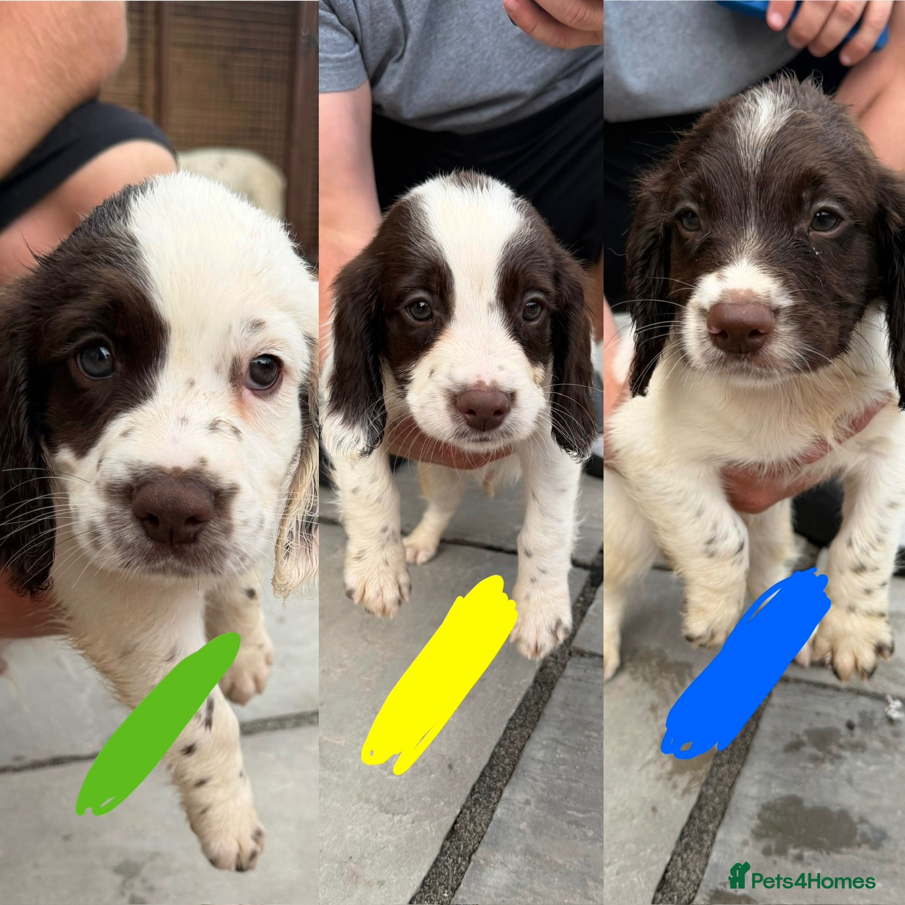 English Springer Spaniel dogs *Ready Sat 8th Aug* English Springer Spaniels - Advert 1