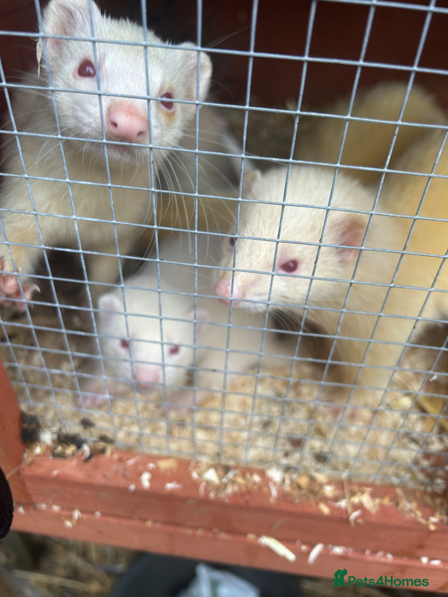 Ferret rodents  white albino ferrets - Advert 7