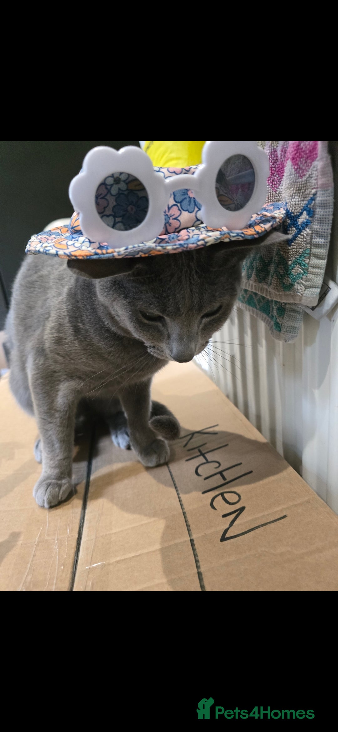 Russian Blue cats for sale: Russian Blue Male - Image 5