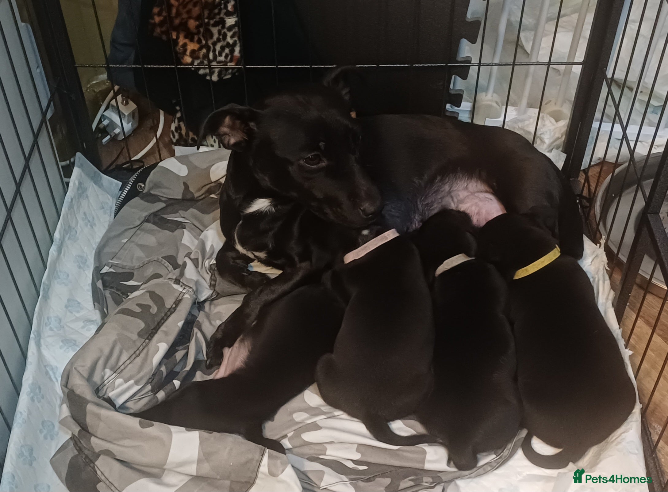 Mixed Breed dogs Adorable 3/4 Staff Bull Terrier 1/4 Jack Russell. - Advert 3