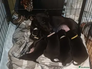 Mixed Breed dogs Adorable 3/4 Staff Bull Terrier 1/4 Jack Russell. - Advert 3