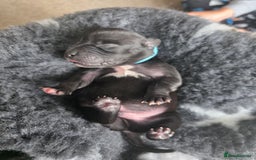 Staffordshire Bull Terrier dogs for sale: Stunning KC Staffs Very Unique colours - Image 7