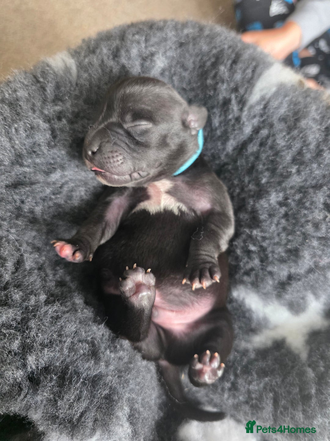 Staffordshire Bull Terrier dogs for sale: Stunning KC Staffs Very Unique colours - Image 7