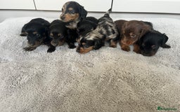 Dachshund dogs for sale: STANDARD LONGHAIR DACHSHUNDS - Image 10