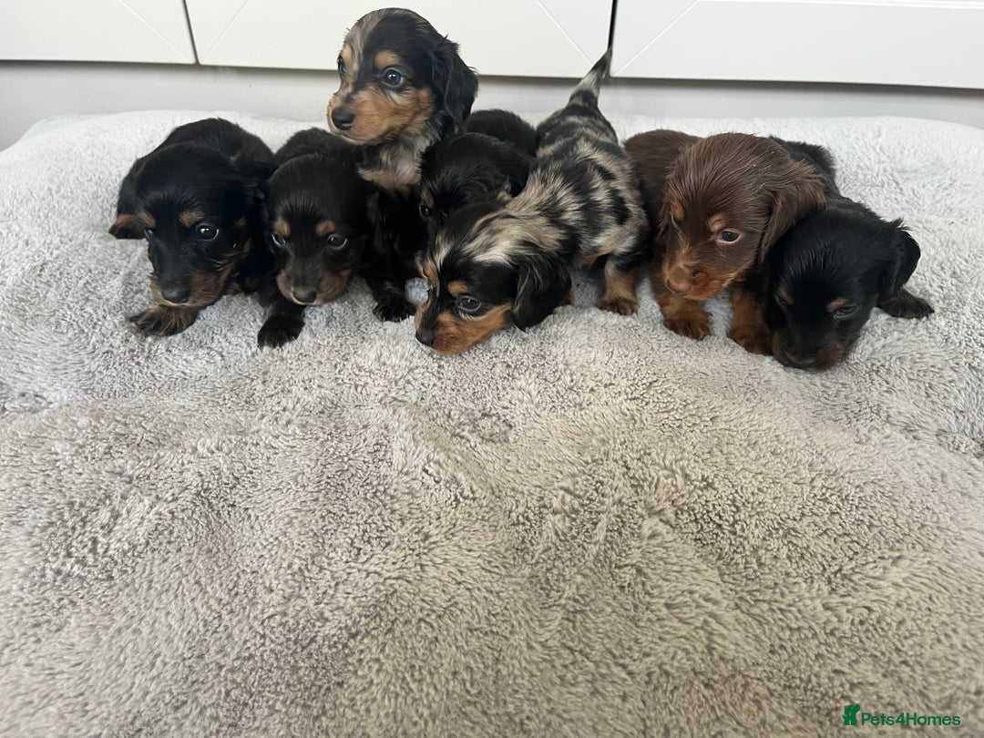 Dachshund dogs for sale: STANDARD LONGHAIR DACHSHUNDS - Image 10