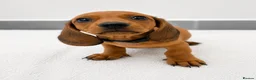 Miniature Dachshund dogs for sale: ⭐️ KC Registered Miniature Dachshund Puppies⭐️  - Advert 7