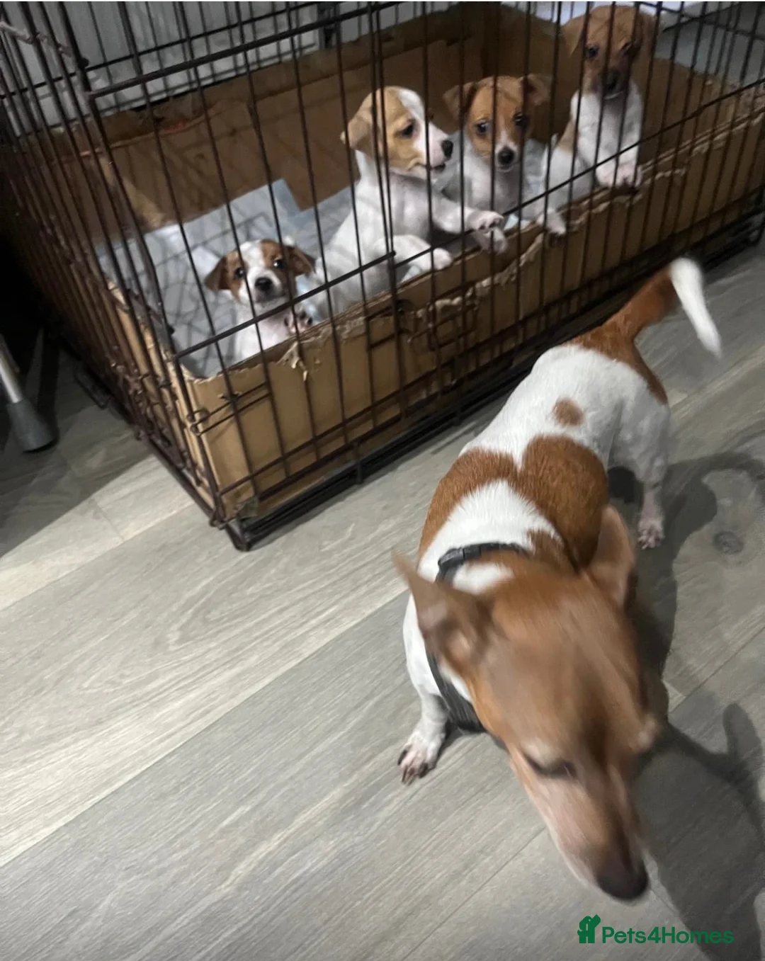 Jack Russell dogs for sale: 4x Jack Russell puppies  in Bilston - Advert 12
