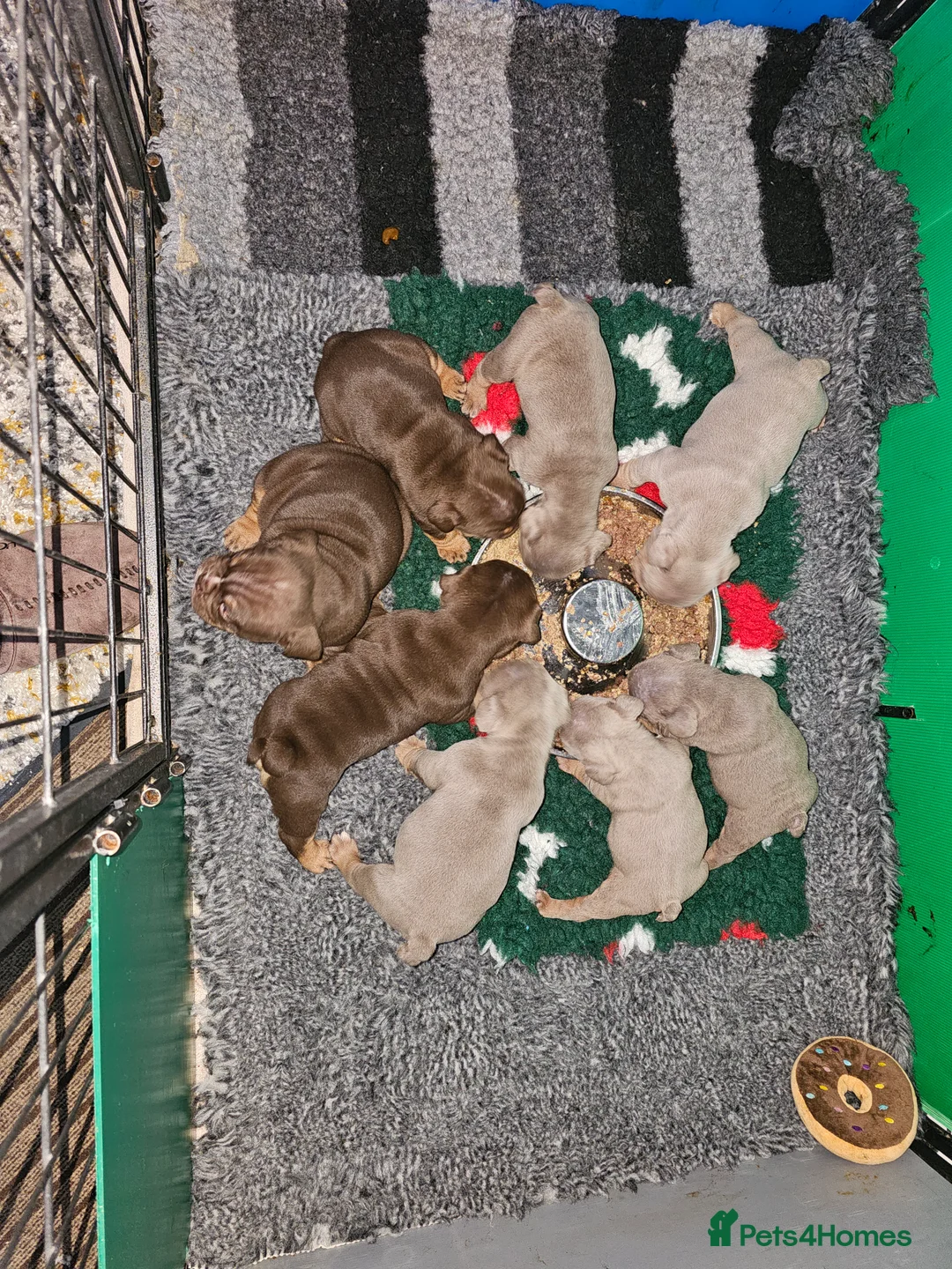 English Bulldog dogs for sale: English bulldog pups for sale - Advert 14