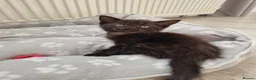 Mixed Breed cats for sale: Kittens - Advert 14