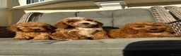 Cockapoo dogs for sale: F1 pra clear Cockapoos (council licensed) - Advert 10