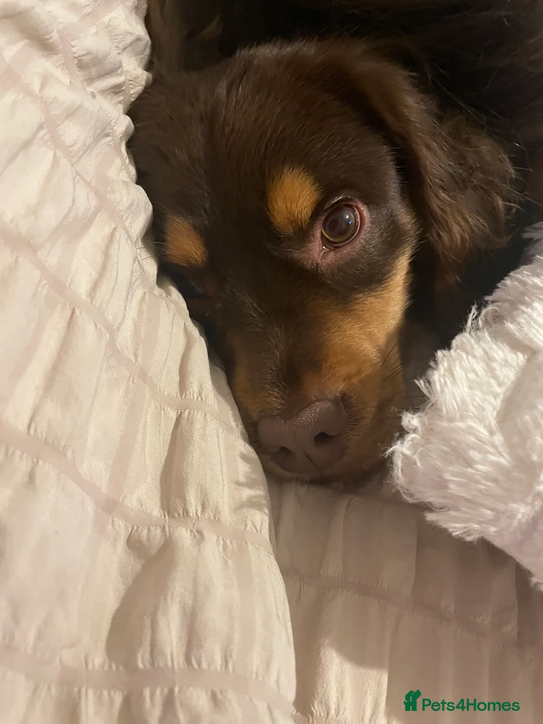 Mixed Breed dogs for sale: URGENT HOME NEEDED for Rolo - Advert 3