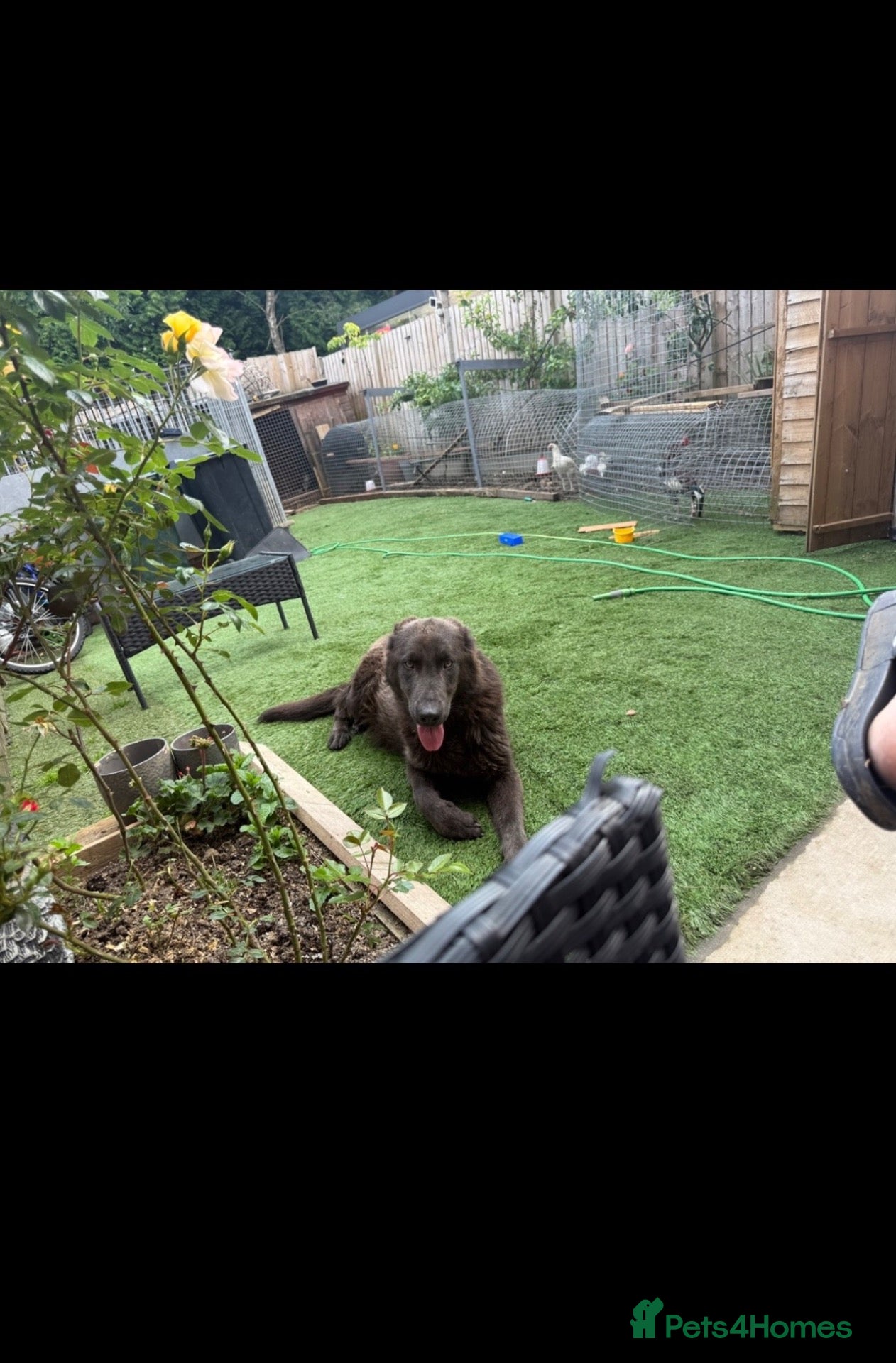 German Shepherd dogs Blue German shepherd puppy (female)  - Advert 3