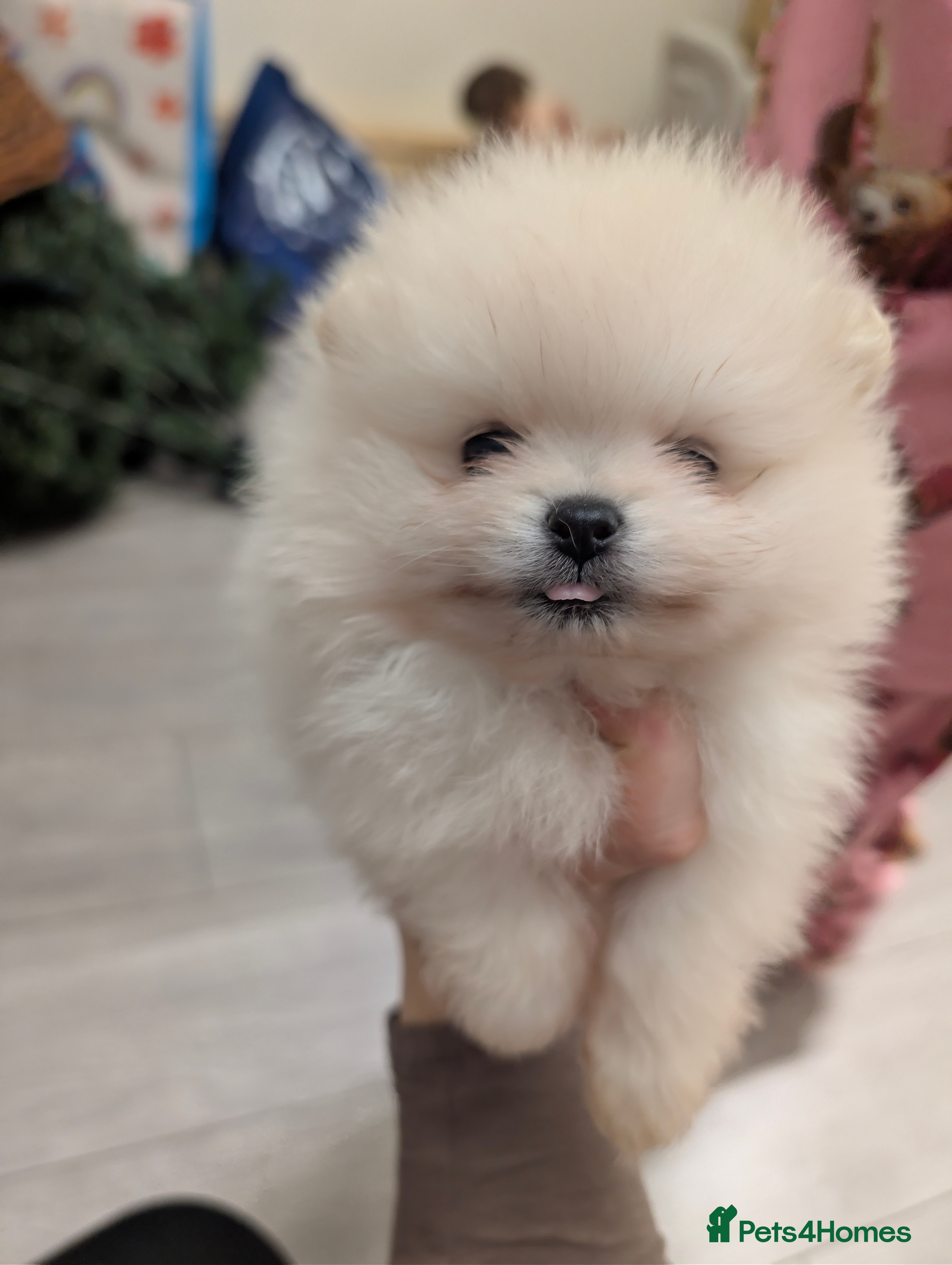 Pomeranian dogs Beautiful tiny Pomeranian girls  ONE LEFT  - Advert 6