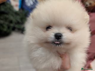 Pomeranian dogs Beautiful tiny Pomeranian girls ONE LEFT - Advert 7