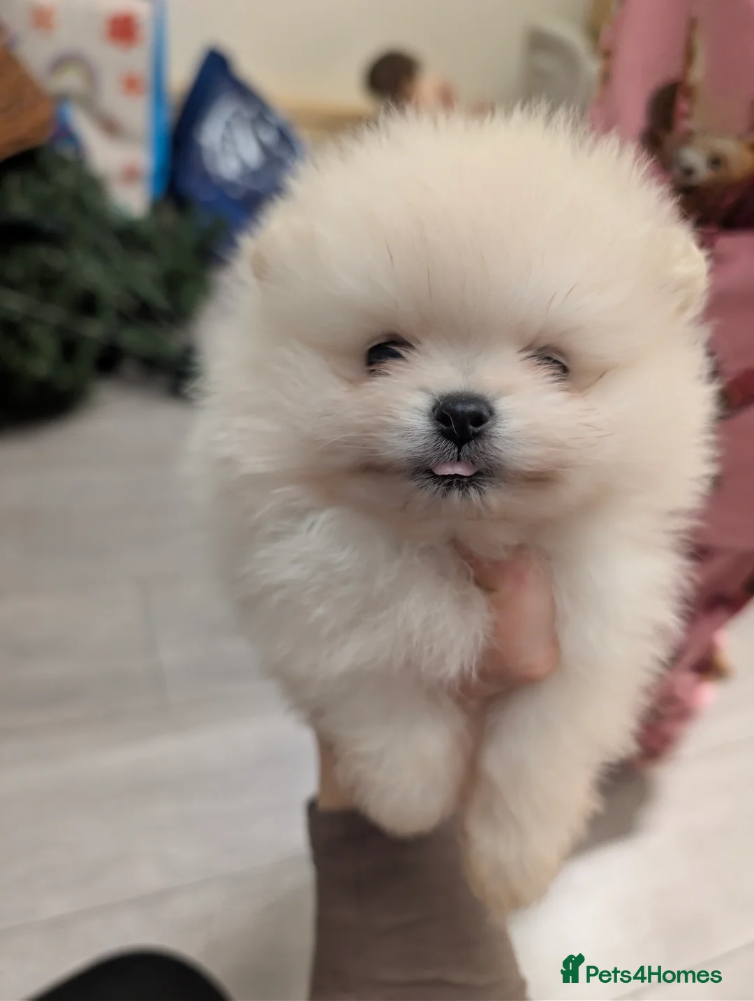 Pomeranian dogs for sale: Beautiful tiny Pomeranian girls  ONE LEFT  - Advert 2