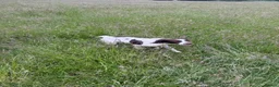 English Springer Spaniel dogs for sale: Young Springer dog looking for the best of homes - Advert 4
