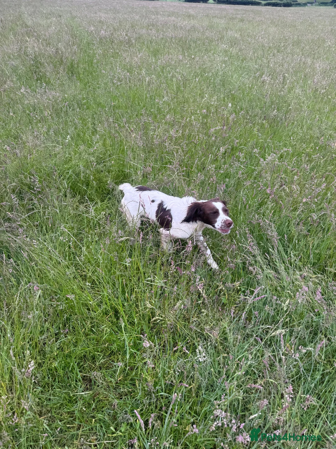 English Springer Spaniel dogs for sale: Young Springer dog looking for the best of homes - Advert 4