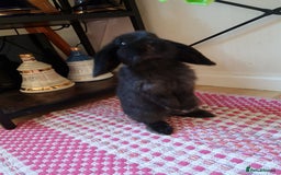 Mini Lop rabbits for sale: 9 week old black boy - Image 7