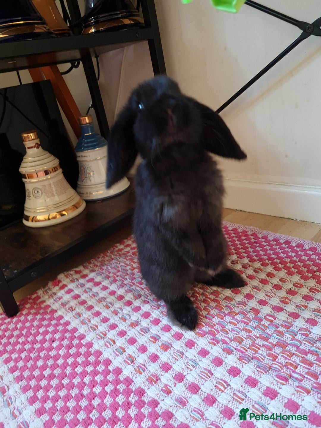 Mini Lop rabbits for sale: 9 week old black boy - Image 7