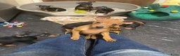 Miniature Pinscher dogs for sale: Beautiful Miniature Pinscher . - Advert 17