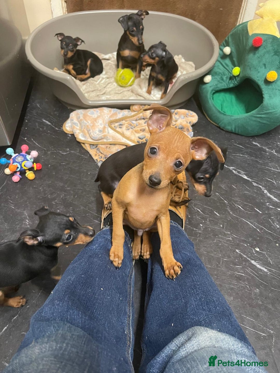 Miniature Pinscher dogs for sale: Beautiful Miniature Pinscher . - Advert 17