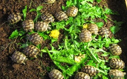 Tortoise reptiles for sale: Baby Hermann & Spur-thigh Tortoises for sale - Image 7